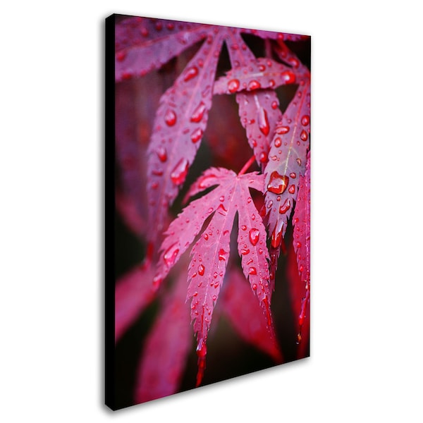 Philippe Sainte-Laudy 'Red Maple Leaves' Canvas Art,30x47